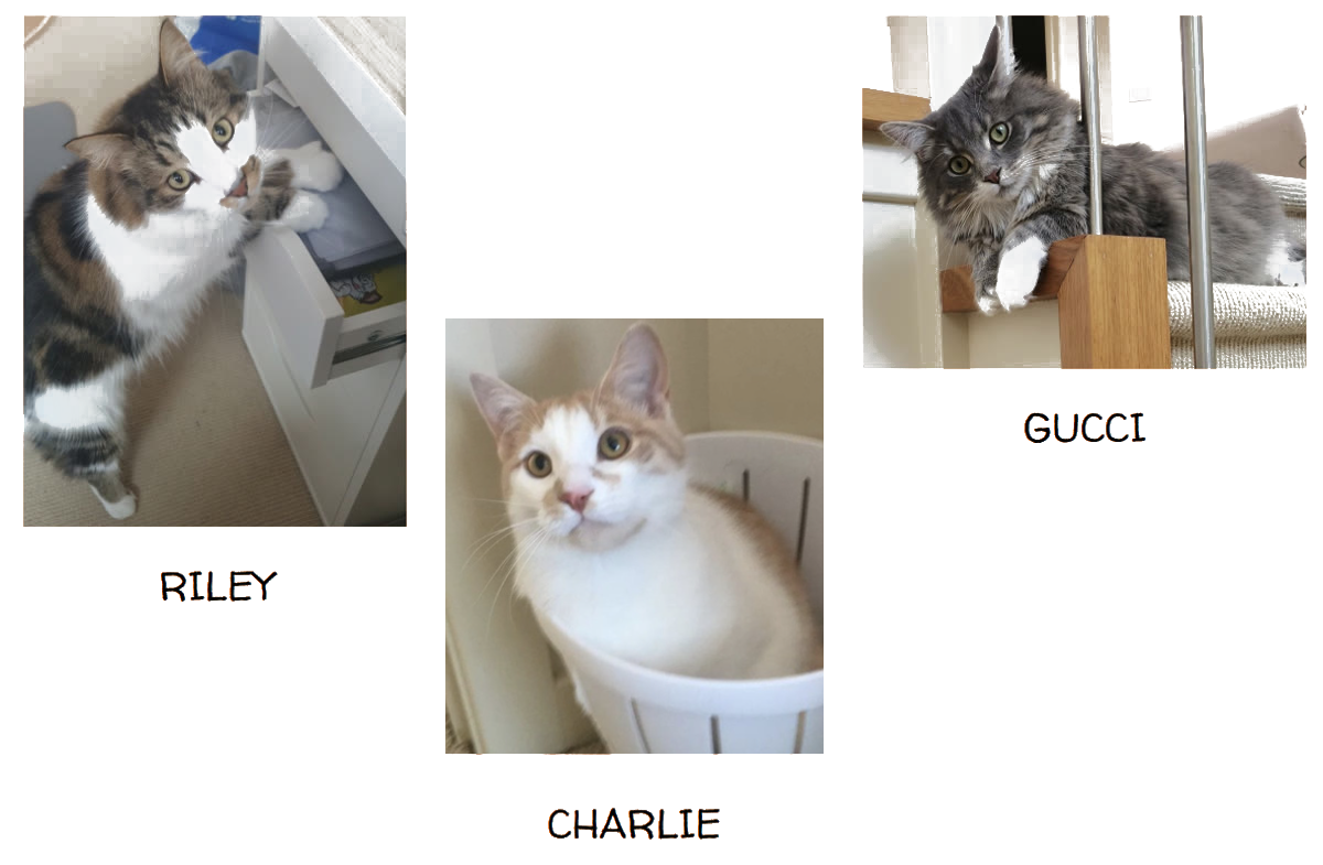Charlie, Riley and Gucci — the three rescue cats who started Neko Cat Hotel