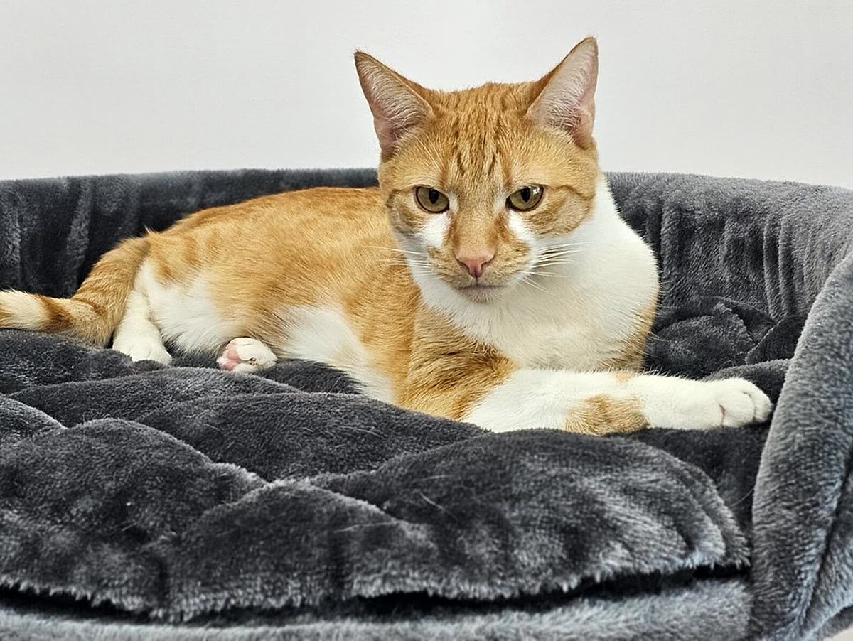 Guest cat relaxing at Neko Cat Hotel