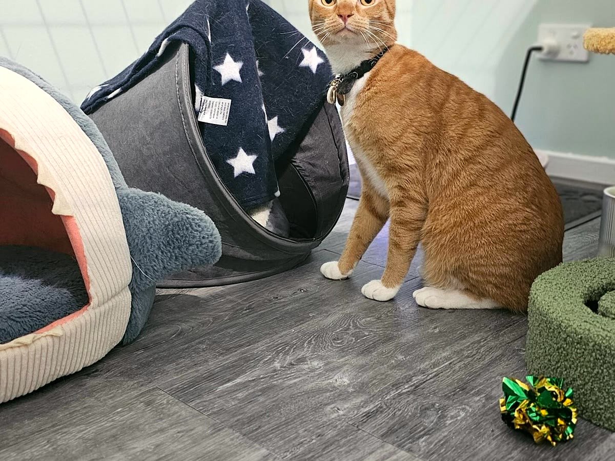 Guest cat settling into a cosy corner at Neko Cat Hotel