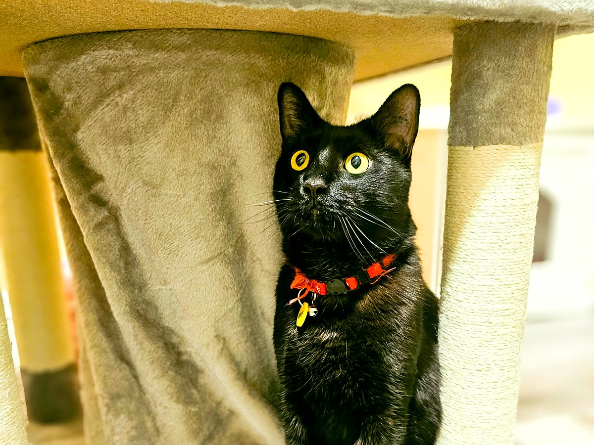 Playful and curious