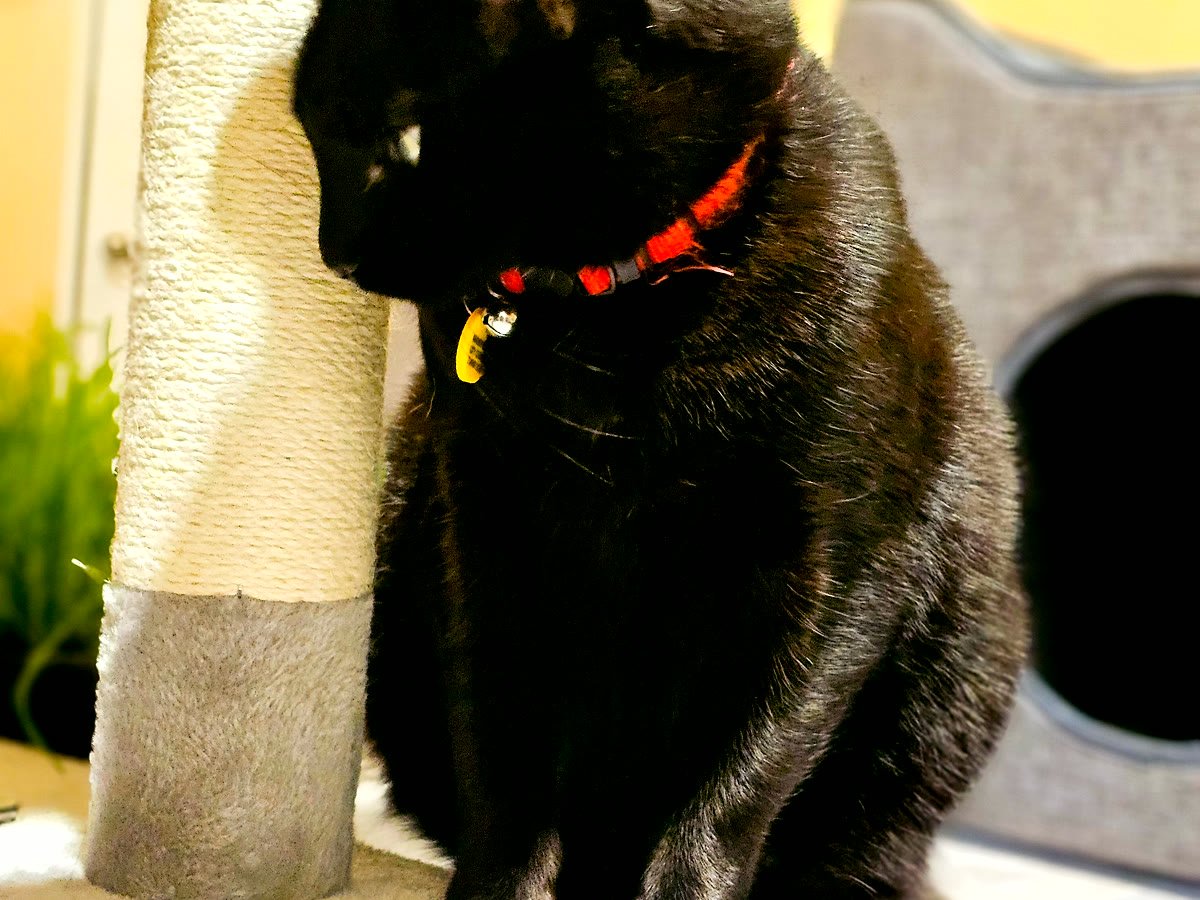 Snuggled in the cat bed