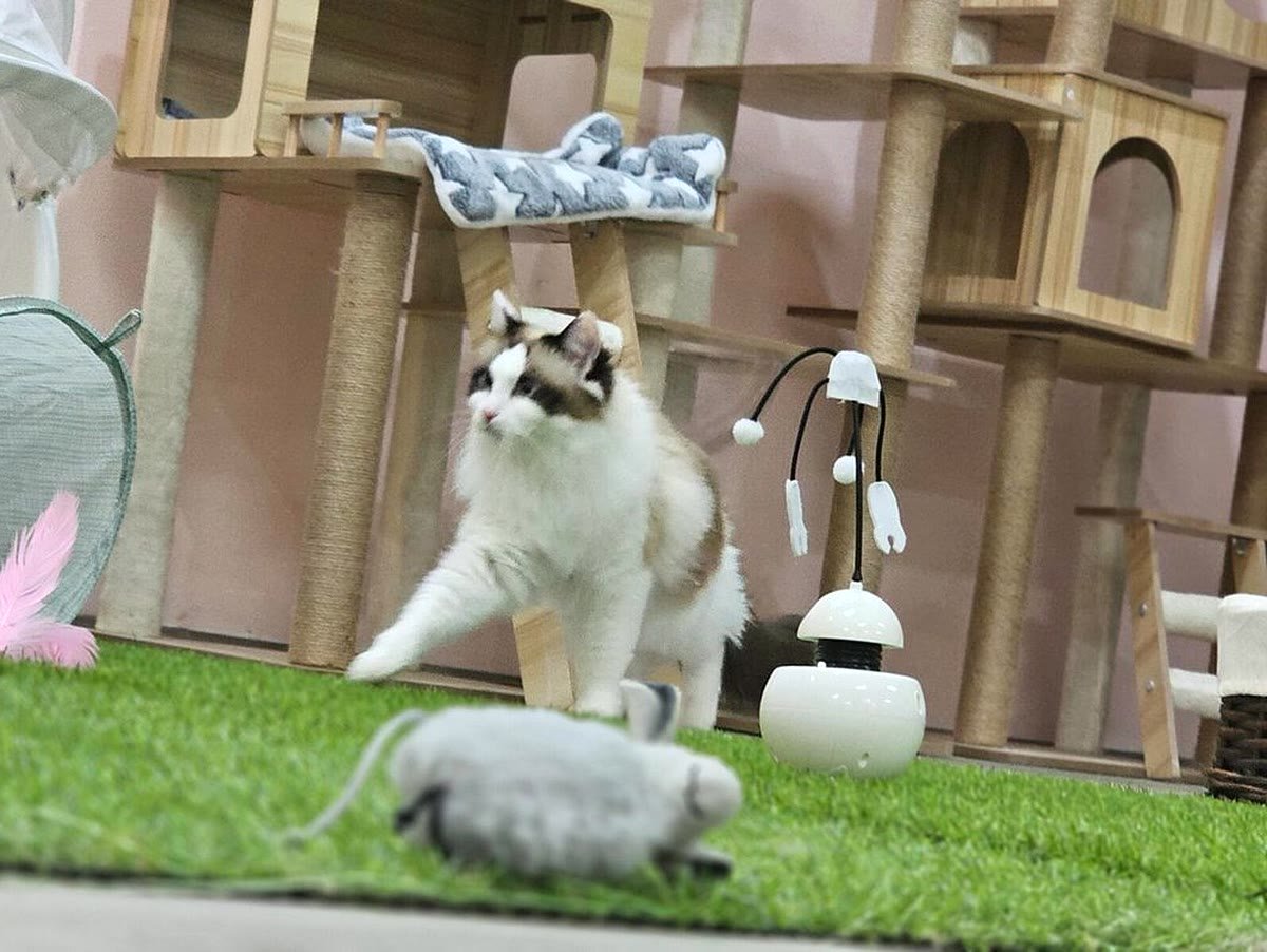 Guest cat chasing a toy at Neko Cat Hotel