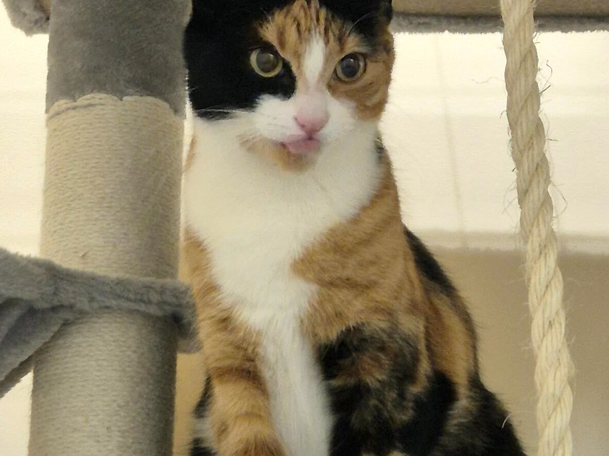 Guest cat perched on the cat tree at Neko Cat Hotel