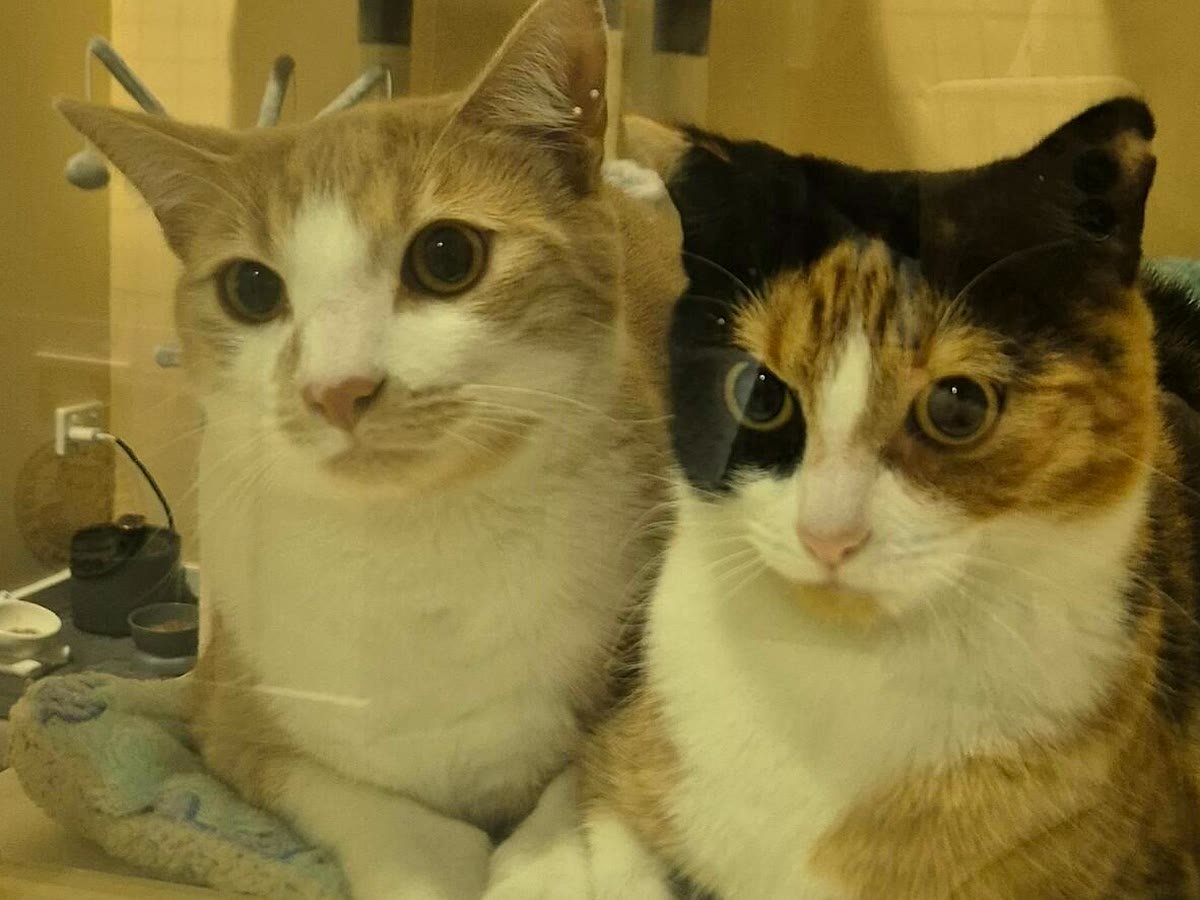 Guest cats meeting through the door at Neko Cat Hotel