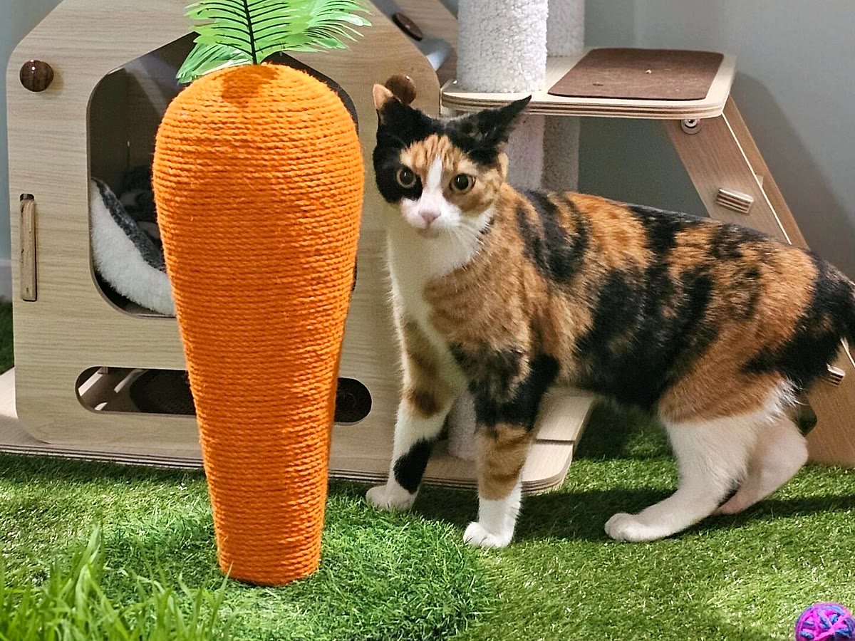Guest cat playing with toys at Neko Cat Hotel