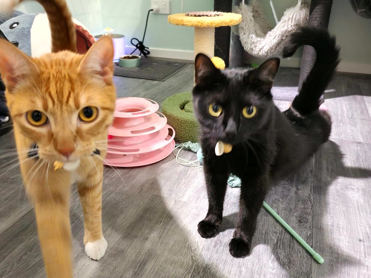 Two guest cats greeting the camera at Neko Cat Hotel