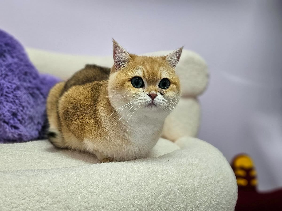 Guest cat settling in at Neko Cat Hotel
