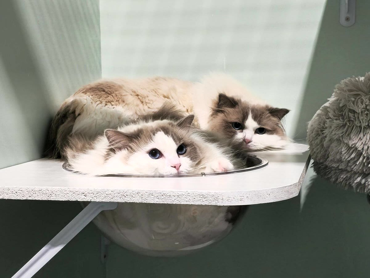 Guest cat getting comfy at Neko Cat Hotel