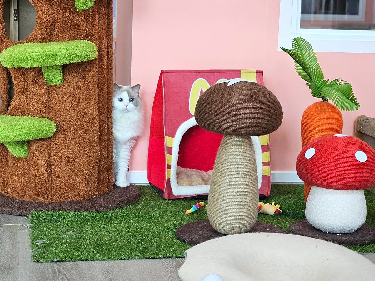 Guest cat peeking out at Neko Cat Hotel
