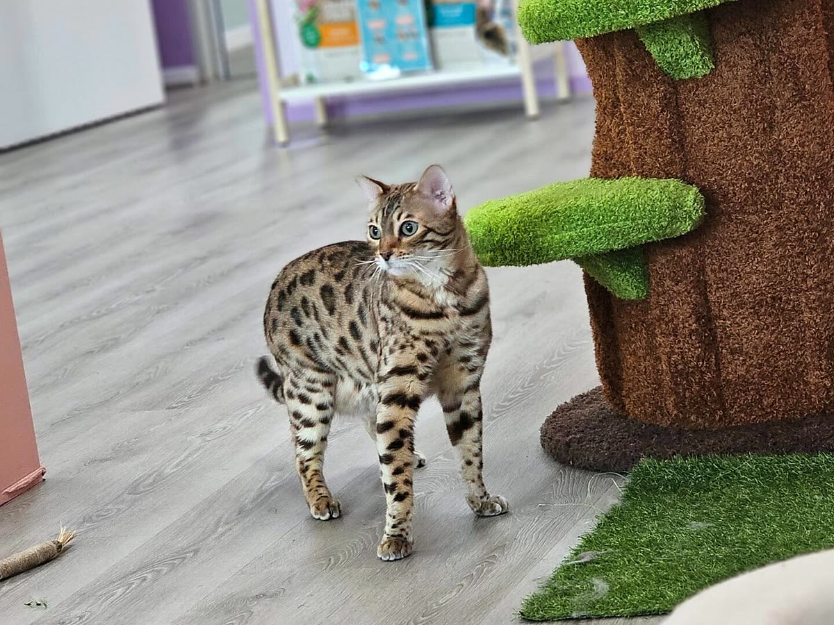 Guest cat exploring the playroom at Neko Cat Hotel