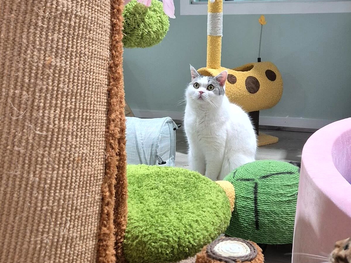 Guest cat on the lookout at Neko Cat Hotel