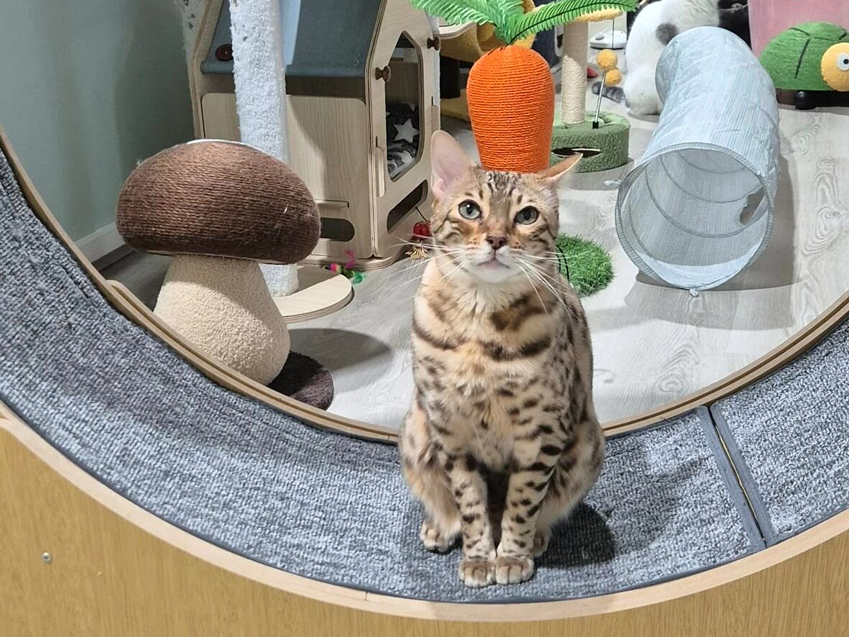 Guest cat exploring the room at Neko Cat Hotel