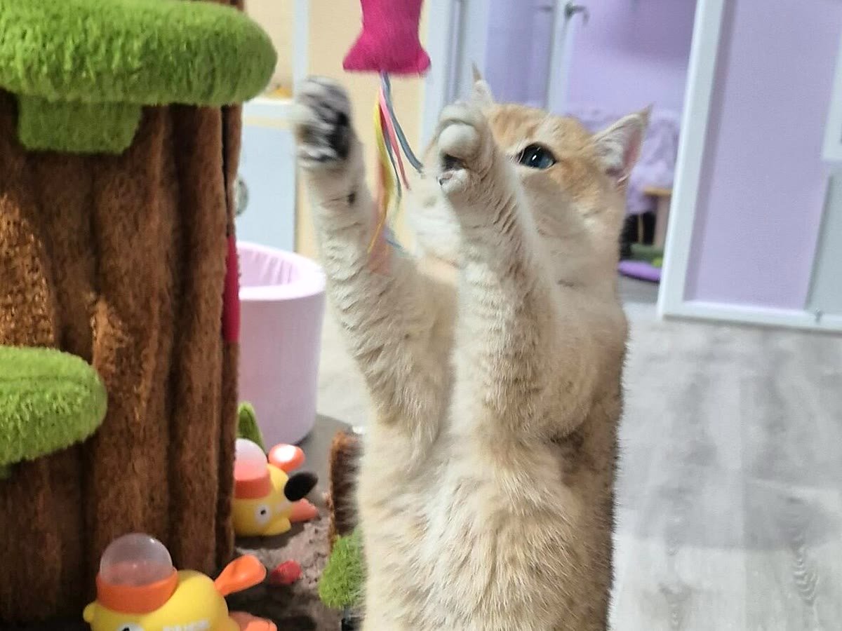 Guest cat reaching for a toy at Neko Cat Hotel