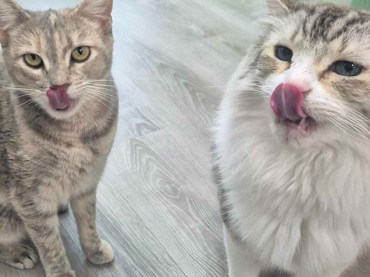 Guest cats at feeding time at Neko Cat Hotel