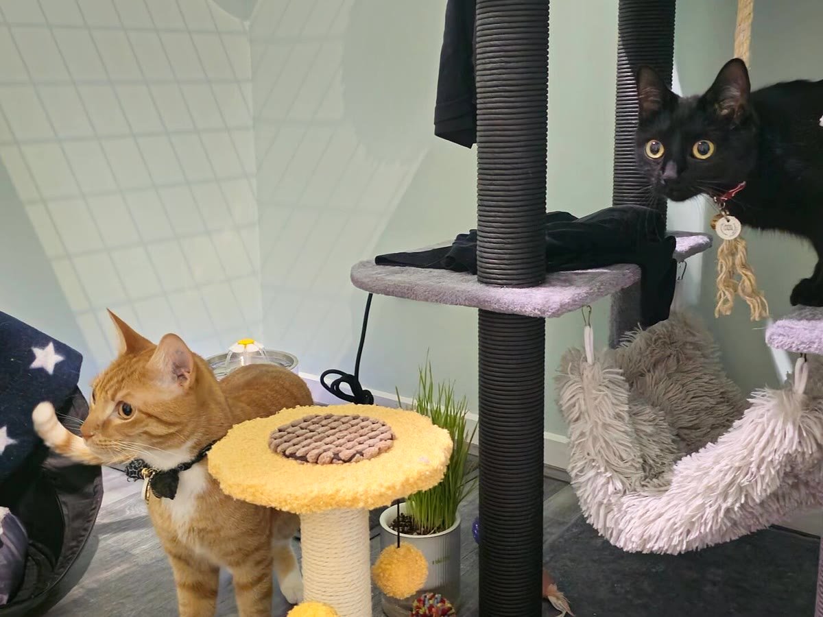 Two guest cats making friends by the cat tree at Neko Cat Hotel
