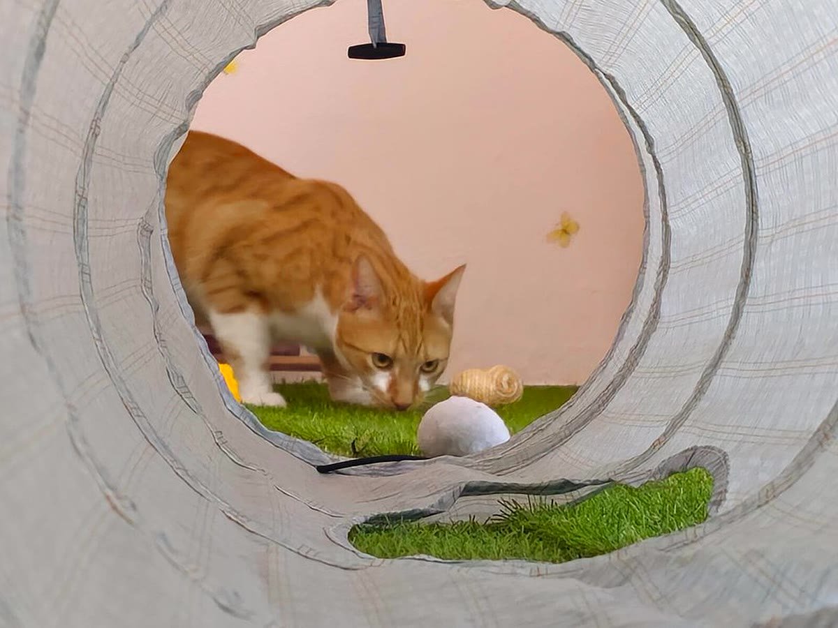 Guest cat exploring the playroom at Neko Cat Hotel