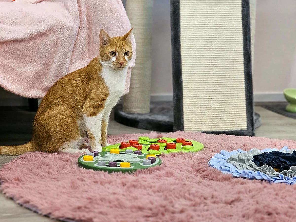 Guest cat playing with puzzle feeders at Neko Cat Hotel