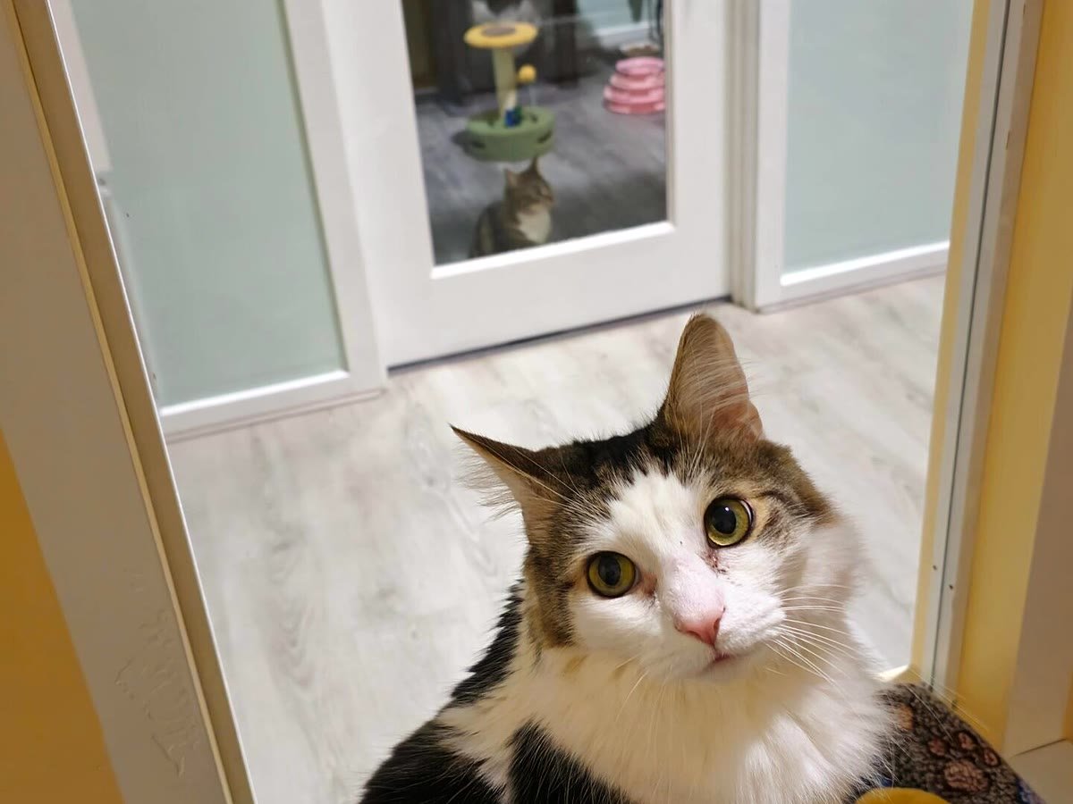 Guest cat saying hello at Neko Cat Hotel