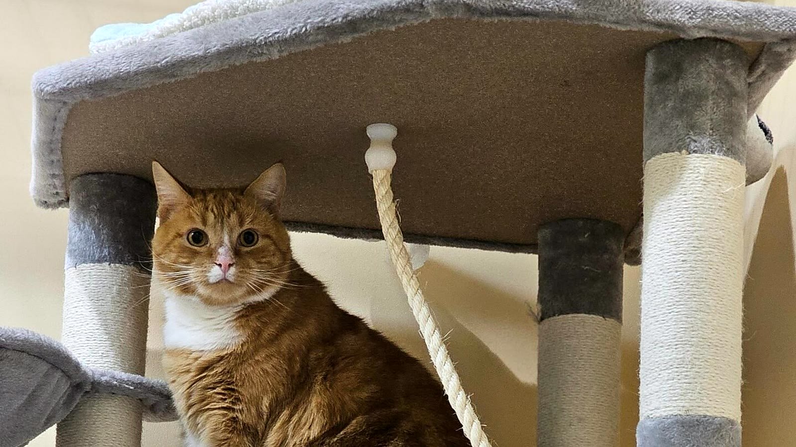 Guest cat on the cat tree at Neko Cat Hotel