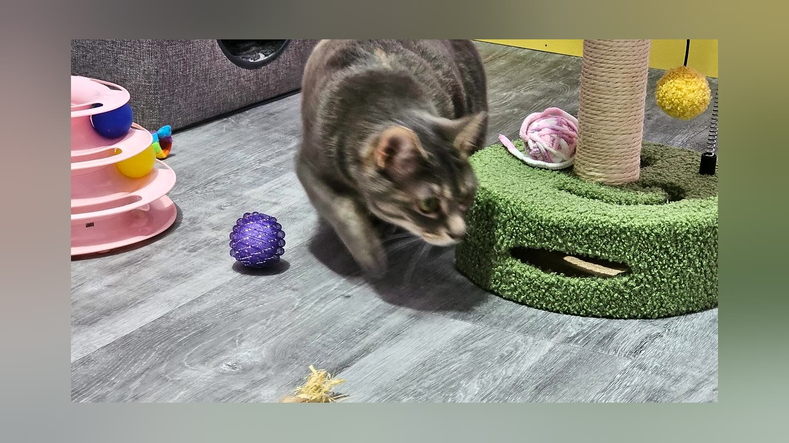 Cat settling into the Deluxe Villa at Neko Cat Hotel, Derrimut
