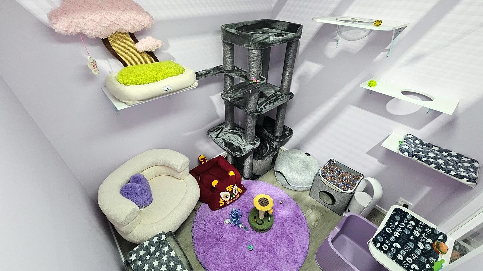 Cat enjoying the spacious Presidential Suite at Neko Cat Hotel, Derrimut