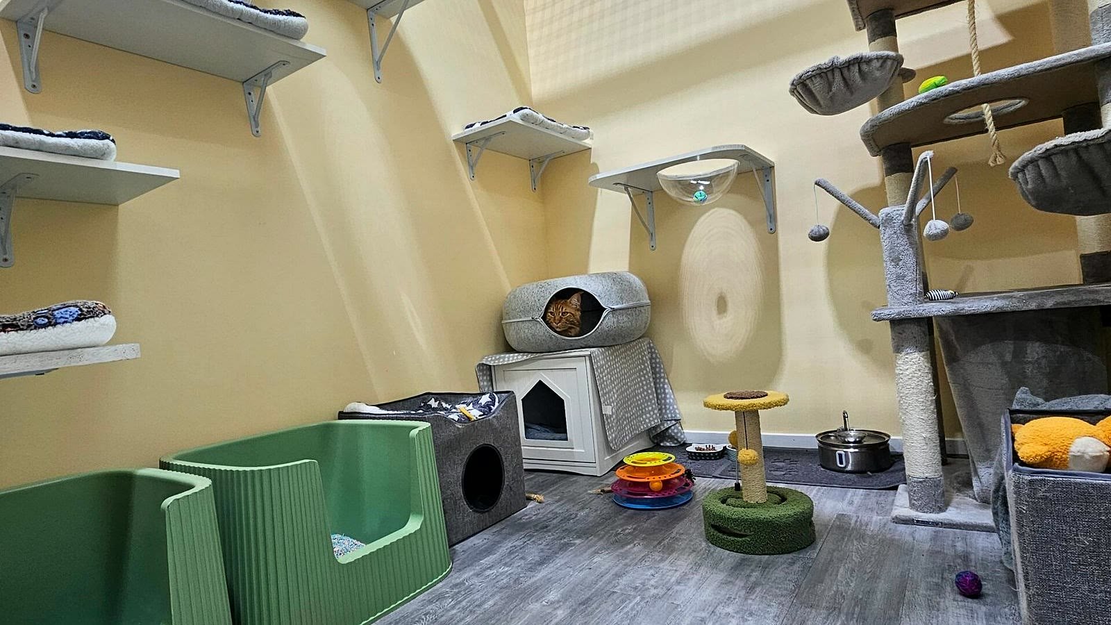VIP Room at Neko Cat Hotel