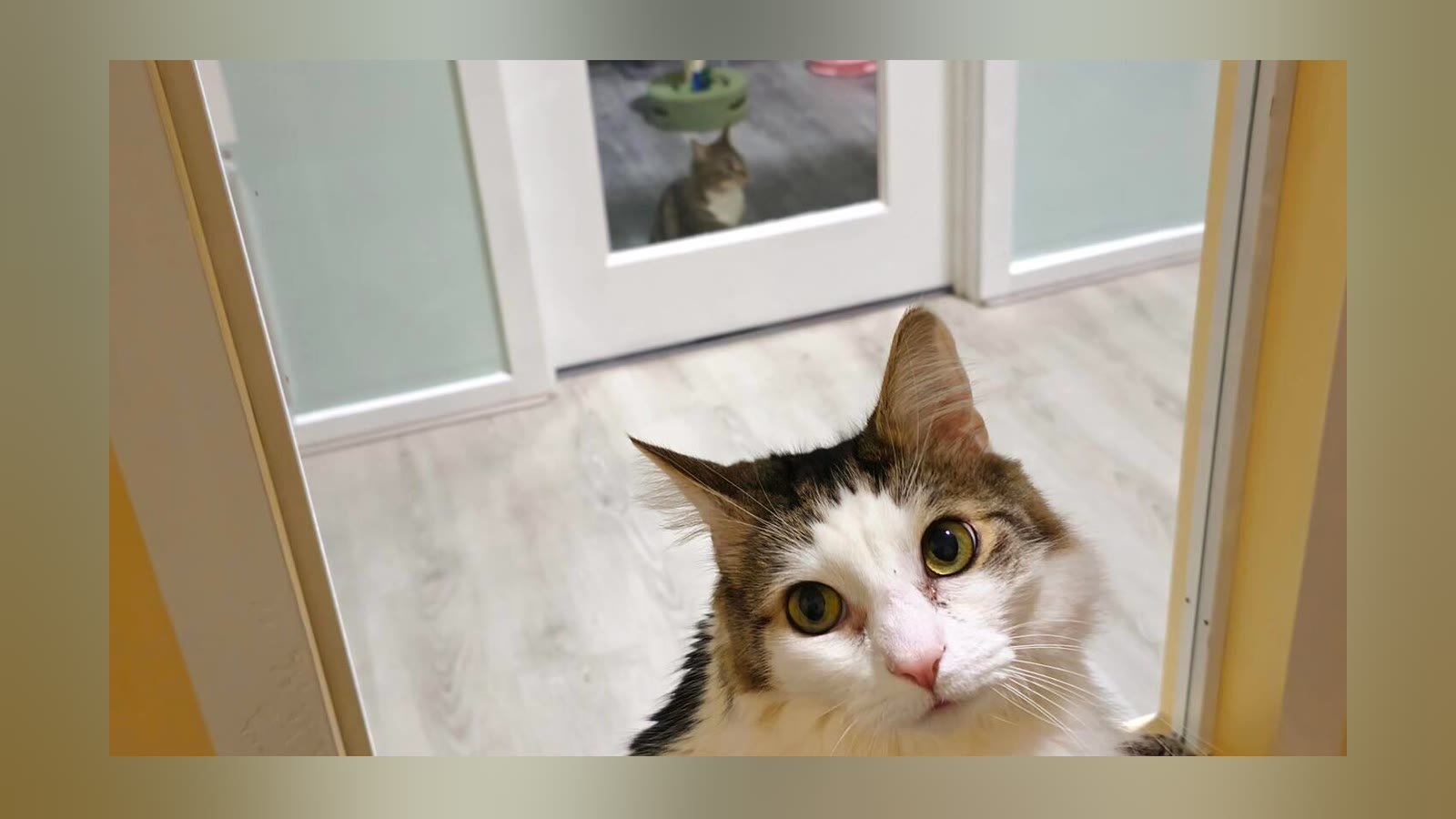 VIP Room with resident cat at Neko Cat Hotel